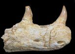 Halisaurus (Mosasaur) Jaw Section With two Teeth #35032-1